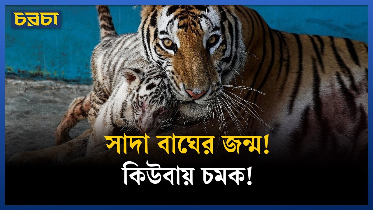 কিউবা জুড়ে ভয়াবহ সংকট, কিন্তু চিড়িয়াখানায় এলো নতুন প্রাণ!