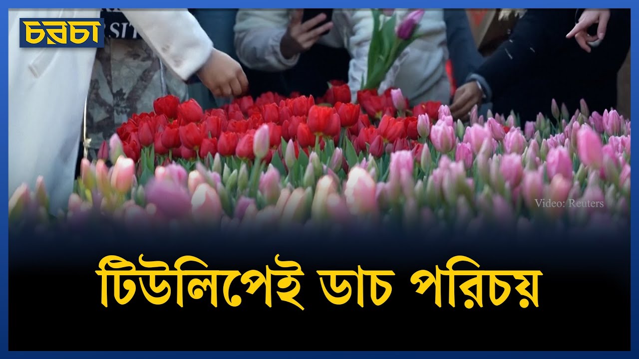 রঙিন উৎসবে নেদারল্যান্ডসে শুরু টিউলিপ মৌসুম