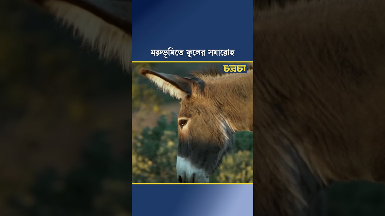 মরুভূমিতে ফুলের সমারোহ