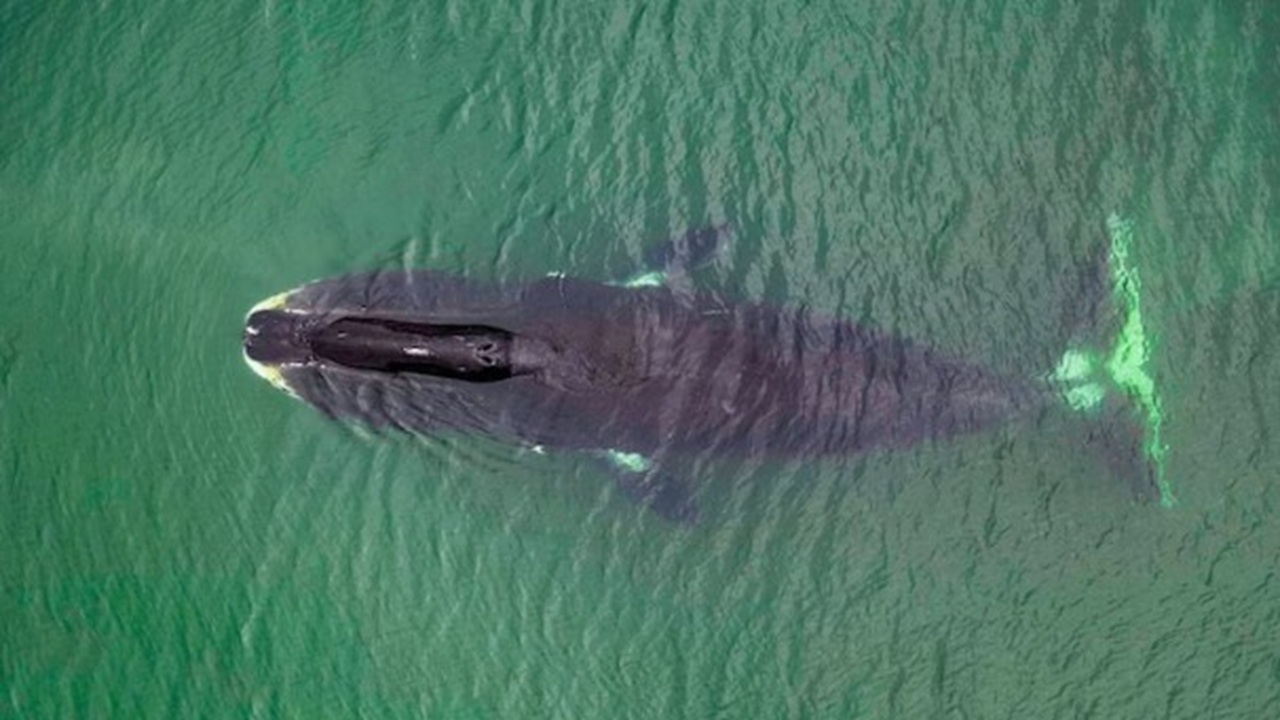 মানুষের আয়ু ২০০ বছরে নিতে পারে তিমির প্রোটিন, কীভাবে?