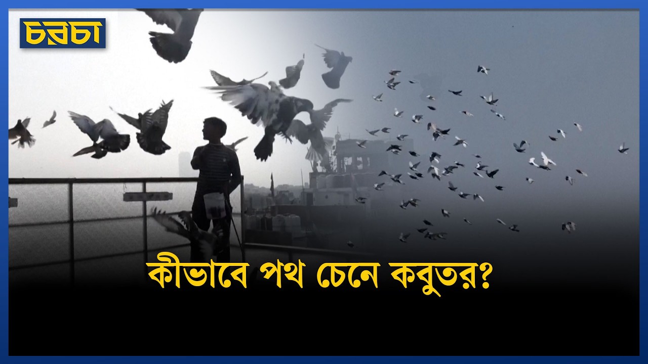 দিল্লিতে আজও চলছে সেই মুঘল আমলের ‘কবুতরবাজি’